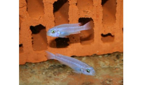 Melanochromis maingano white